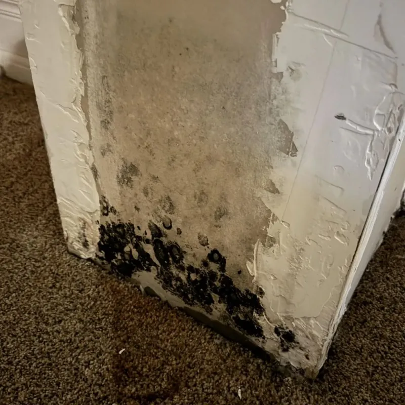 Professional Mold Removal in Clearwater, KS